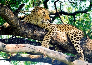 Animal Painting - leopardo en arbol